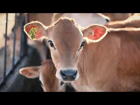 Dairy Cares Celebrates California Dairy Sustainability