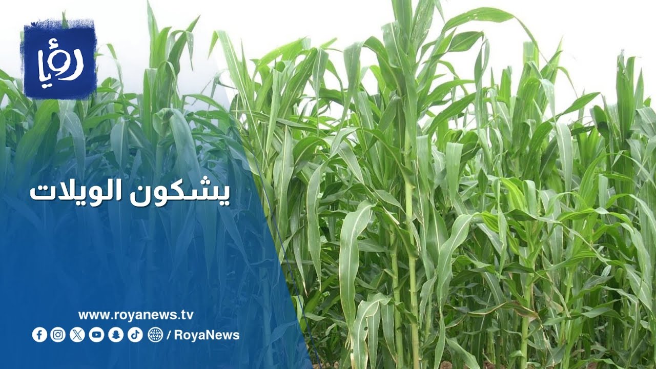 تعثر زراعة الأعلاف الخضراء في الأردن