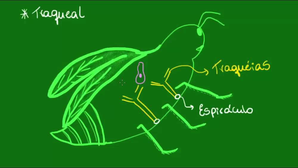 Sistema respiratório dos Artrópodes - Zoologia - Biologia