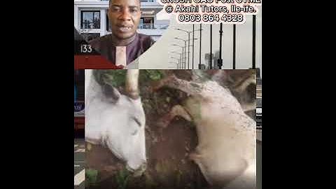 Lightning Strikes Kill 32 Cows in Ogun Community During Heavy Rainfall