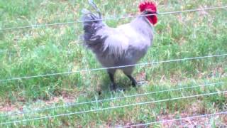 Goliath.  Our Pure Evil Lavender Orpington Rooster