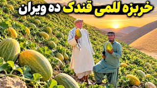 خربزه للمی قندک ده ویران کندز|@KandooAfghanistan 