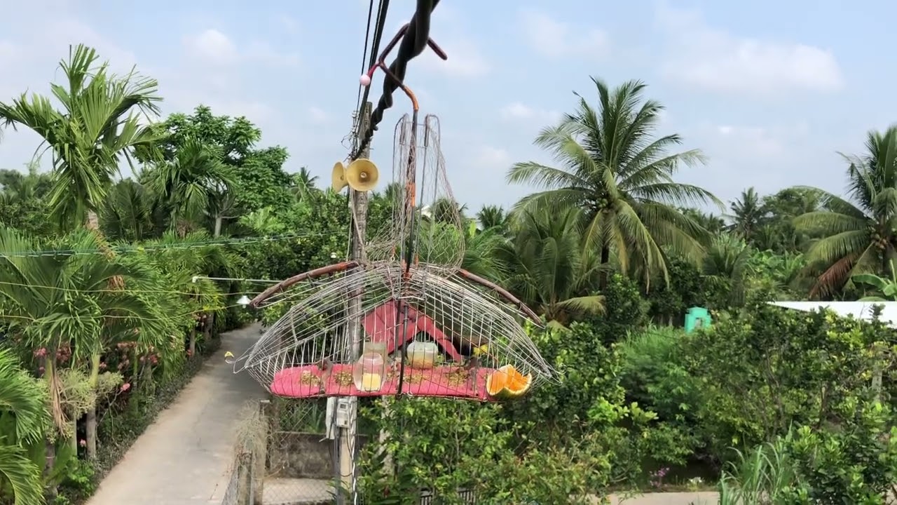 Tiếng chim hút mật 5 màu - dùng để kích chim bổi mau lên