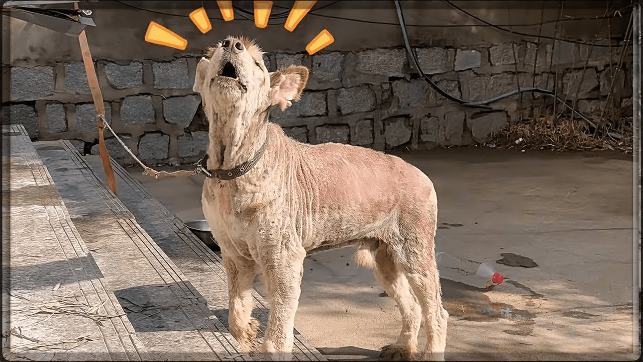 Weak Sick Dog Couldn’t Stand 🐶 Surprises Rescuers with Handshake & New Villa!