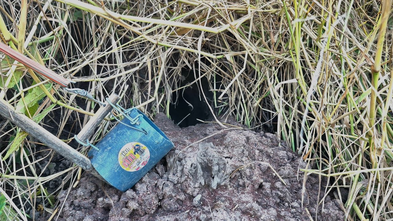 เทสน้ำหอม ดักหนูในป่าอ้อย หมานสุดๆ เข้าทุกหลังสุด