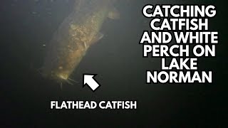 Catching catfish and white perch on Lake Norman