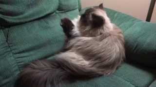 Bentley....sweet Himalayan cat.