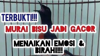 Download Lagu PANCINGAN MURAI BATU || NEMBAK CEPAT || ISIAN KAPAS TEMBAK \u0026 SIKATAN LONDO|| MURAI BAHAN JADI GACOR MP3