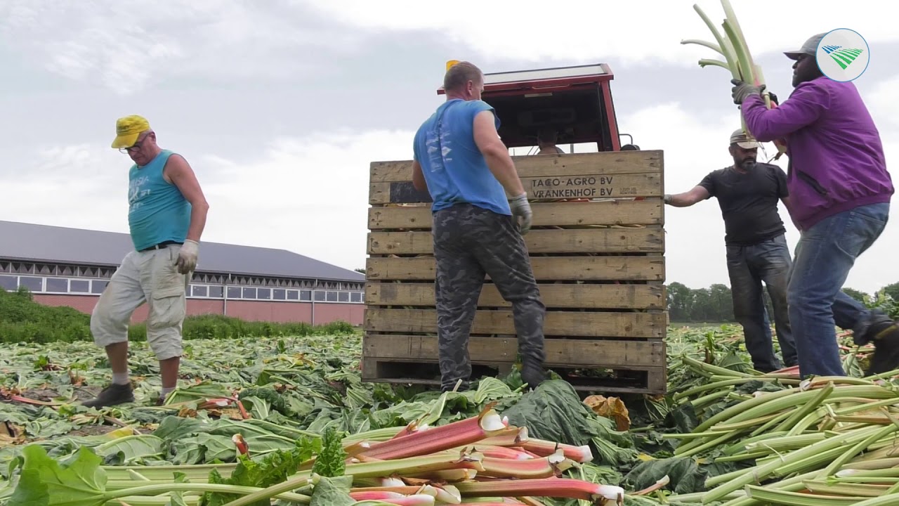 Rabarbertelers verwachten goede opbrengst