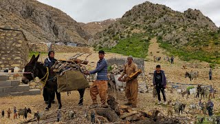 Nomadic documentary: 🪵⛰️Gathering firewood in the Zagros Mountains for nomadic cooking 🍲