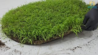 Cleaning Satisfying Carpet Grass Ball