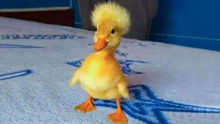Cute Duckling 🔴 Funniest Baby Ducks Videos Compilation 2020
