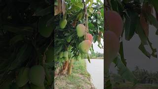 Wow frash mango 🥭🥭#shorts #shortsfeed #mango #fruits #tranding #fruitcutting
