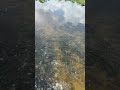At the inlet to the lake  #nature #lake #fishing #river