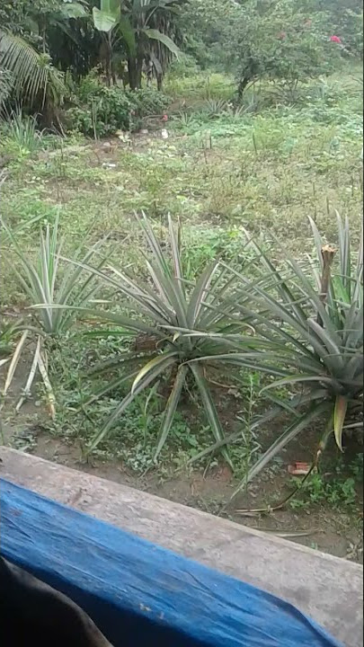 nanashe
