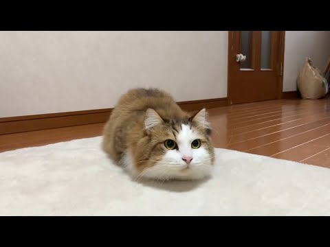 暇をつぶすお父さん待ちの猫