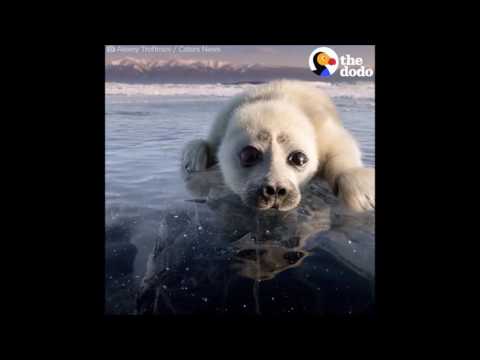 Vidéo: Phoque Du Baïkal : Quel Genre D'animal Et Avec Quoi On Le Mange