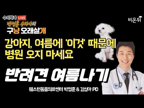 강아지, <strong>여름에</strong> &amp;#<strong>39</strong>;이것&amp;#<strong>39</strong>; 때문에 병원 오지 마세요! - 여름철 주의해야 하는 질환 예방법 (웨스턴동물의료센터 박정훈 &amp;amp; 김싱아PD)