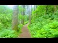 Naturelovers Forest Healthylifestyle Waterfall Youtubevideo Naturewalk Naturelovers Forest Healthylifestyle Waterfall Youtubevideo Naturewalk