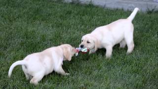 cute puppies playing tug of war