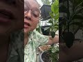 Nag harvest ng chilli sa munting garden sa balcony 🥰