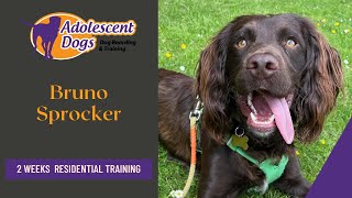 Bruno the Sprocker Spaniel - 2 Weeks Residential Dog Training
