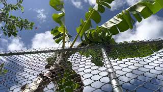 Asmr Sounds 4 Mins Under A Banana Tree With Light Traffic And Dogs Barking