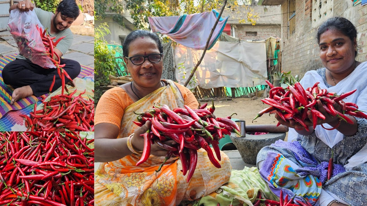 10 కేజీ లు పండు మిరపకాయ పచ్చడి 😋 రెండు సంవత్సరాలు నిలవ ఉంటుంది