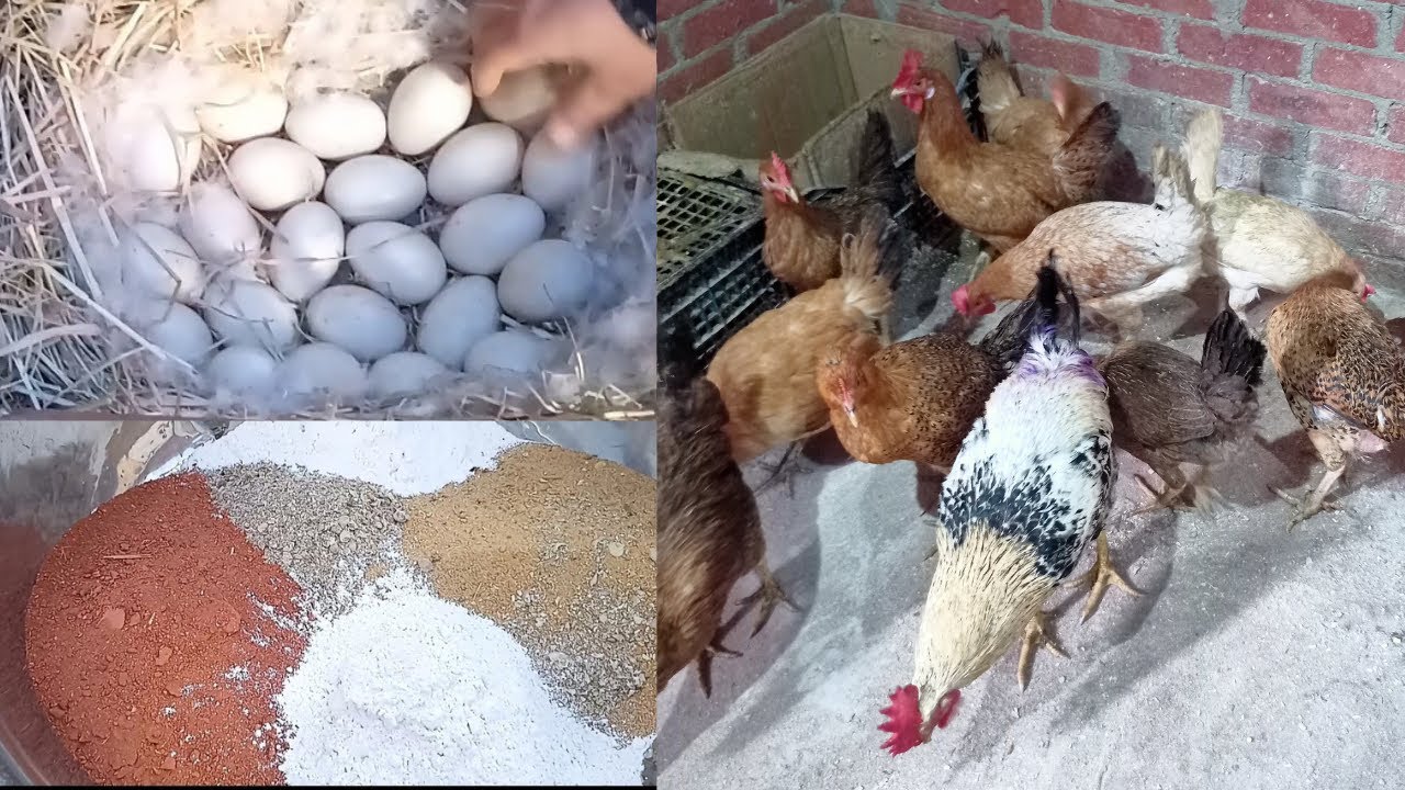 علشان تاخدي انتاج زي ده يبقي لازم تعملي كده وفوايد التحديقه لكل الطيور