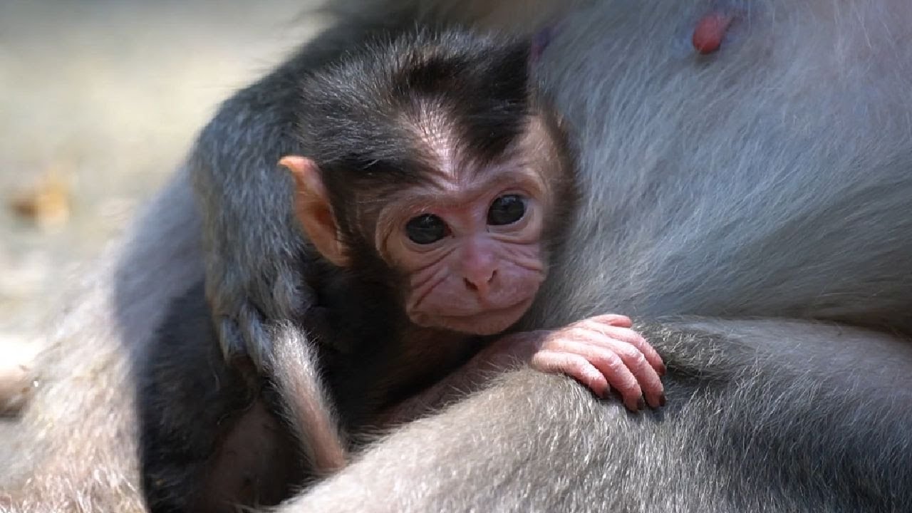 Я не могу найти сосок моей матери — новорожденная обезьянка