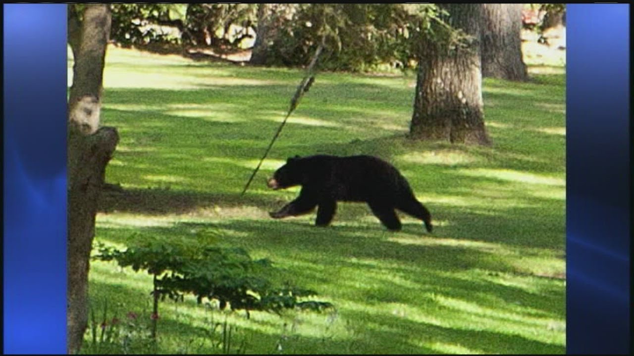 Bear sighting in Longmeadow YouTube