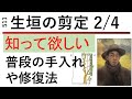 511 生垣の剪定2/4 綺麗にするちょっとしたコツ。大きさの修復。Hedge pruning 2/4. The key to a tidy hedge. Restoring the size.