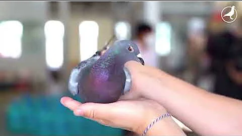 Pattaya international pigeon race 2022 ,congrats to the champions