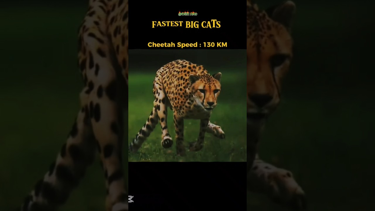 Other Big cats speed but last one cheetah ☠️😱 | 