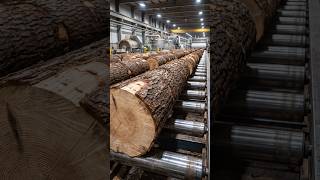 Watch Timber Turn Into Books  From Giant Logs to Finished Pages | Manufacturing Process #timber #usa