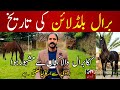 History of kaka barral wala horse        kaka brala wala famous desi horse part1