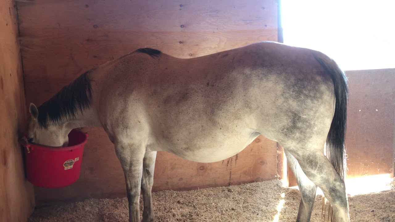 Yegua que va a tener potrillo