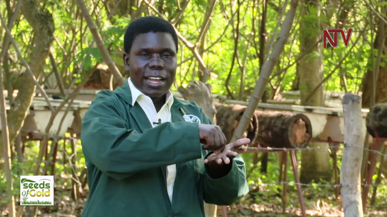 Reaping big from honey bees (Part 2) | SEEDS OF GOLD