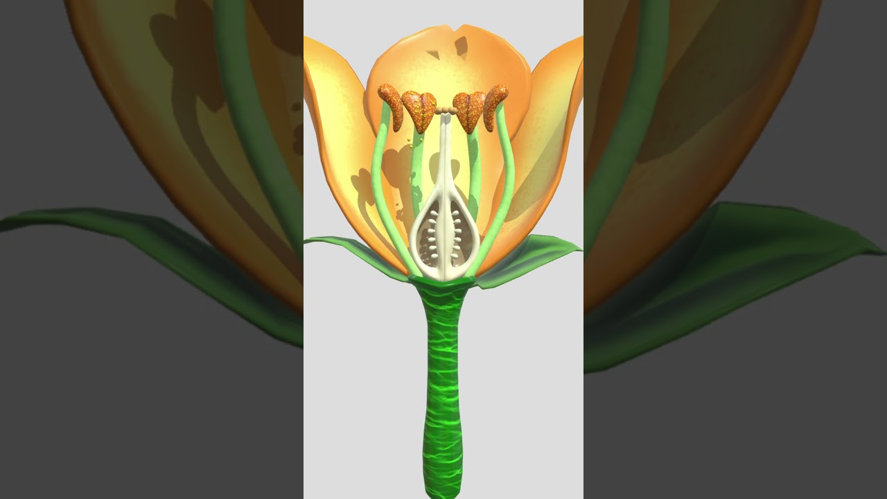 Sexual Reproduction in Flowering Plants