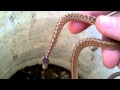 DeKay's brown snakes