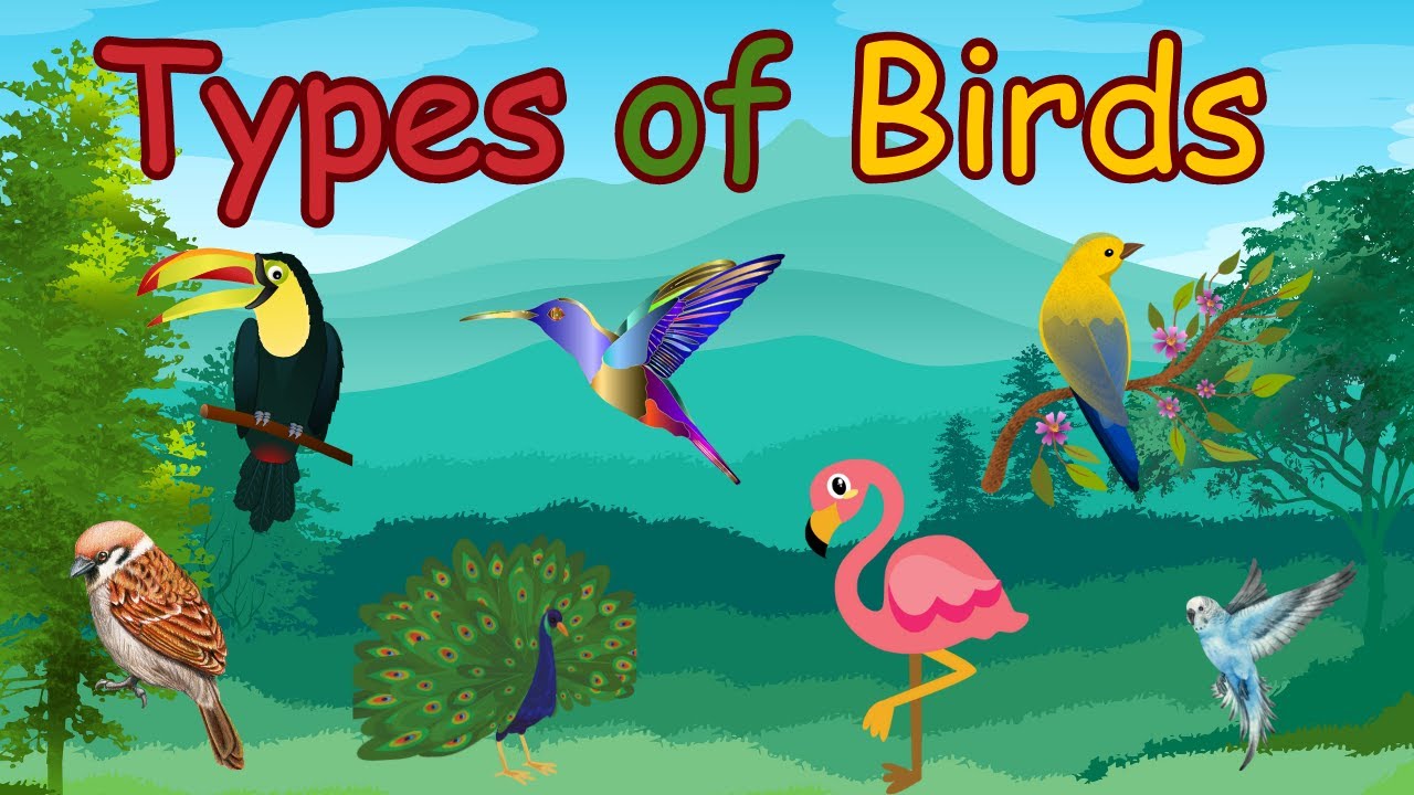 Types of birds for kids | birds for kids | types of birds | kids