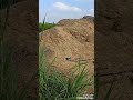 التبن أكل المواشى التبن أكل المواشى