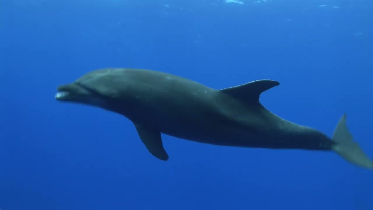 The Agreement on the International Dolphin Conservation Program (AIDCP) - Long video 2025