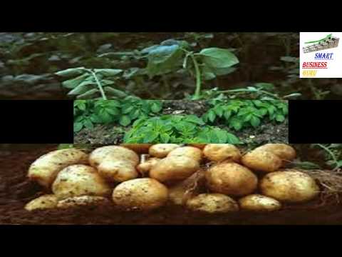 नयातरीका से आलू की खेती कर अच्छा लाभ कमाया जा सकता है।