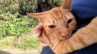 猫の島で出会った子猫と島を一周する冒険に行ってきた