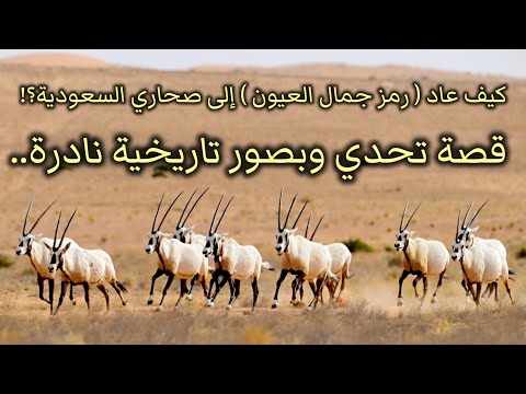 بصور نادرة قصة تحدي أعادت رمز الجمال إلى التكاثر بمحميات السعودية وثائقي عن انقراض المها العربي