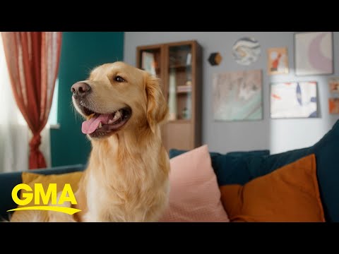 वीडियो: अंदर फंसना? यहाँ एक खुश, स्वस्थ इंडोर कुत्ते के लिए 12 युक्तियाँ हैं