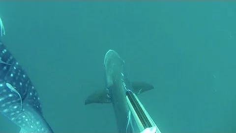 WhaleShark & Cobia Shot