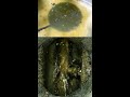 【一軒家】キッチン排水溝の見えない汚れ…つまり＆油掃除#Shorts [排水管高圧洗浄][Blocked Drain]