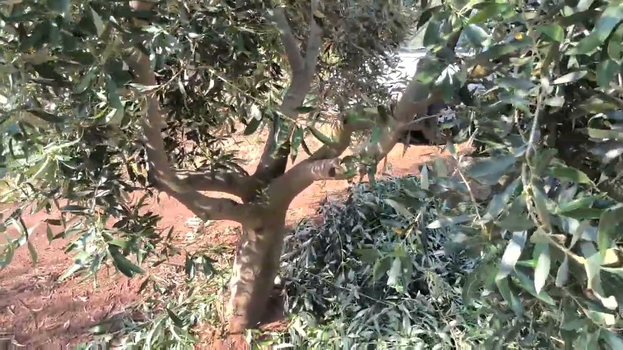 Κλαδοκαθαρο ελιας καλοκαίρι 2025